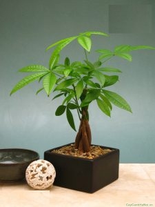 cây kim ngân để bàn, cây kim ngân trang trí văn phòng cây kim ngân để bàn