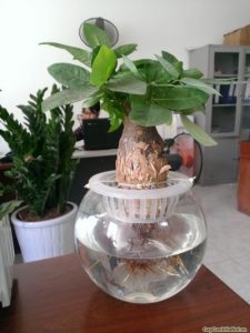 cây kim ngân thủy sinh đẹp cây kim ngân thủy sinh đẹp