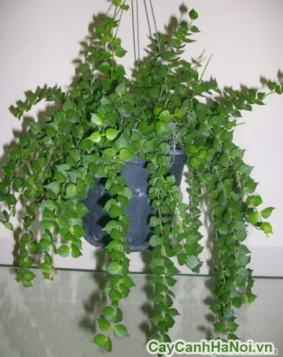 cay chau leo cay chau leo