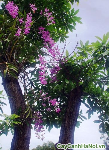 hoa cua cay