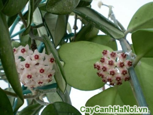 hoa cua cay lam tim