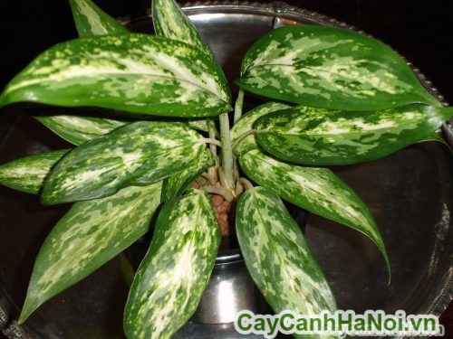 la cua cay la cua cay