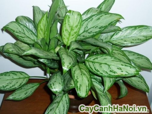 phu hop lam cay de ban phu hop lam cay de ban