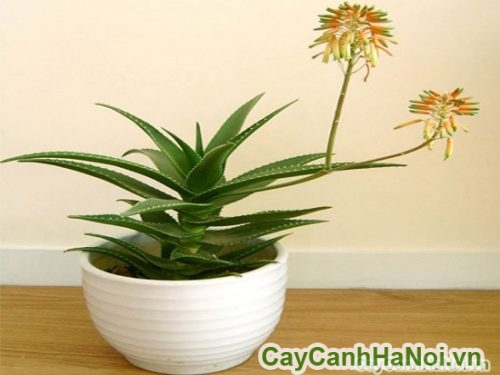 trang tri van phong trang tri van phong