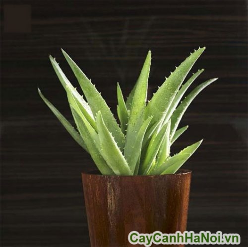 thanh loc khong khi thanh loc khong khi