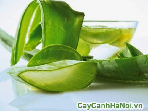 su dung lam thuoc tri bong su dung lam thuoc tri bong