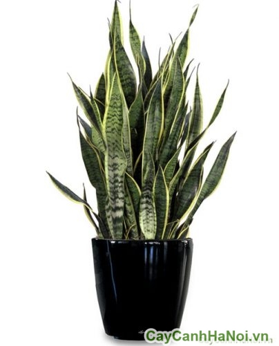 cây xanh văn phòng cay luoi ho van phong