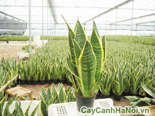 cay luoi ho la vang cay luoi ho la vang