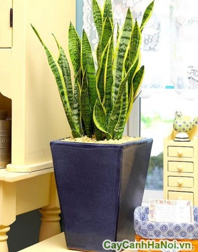 cay luoi ho noi that cay luoi ho noi that