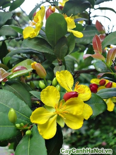 hoa mai tu quy hoa mai tu quy