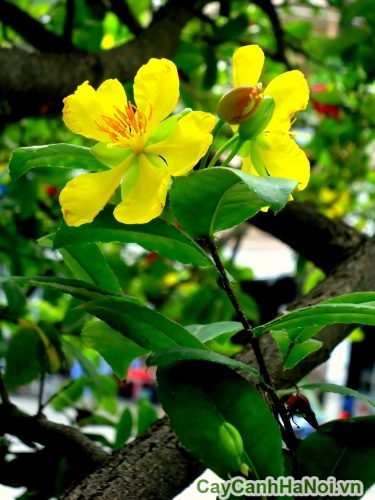 no quang nam no quang nam