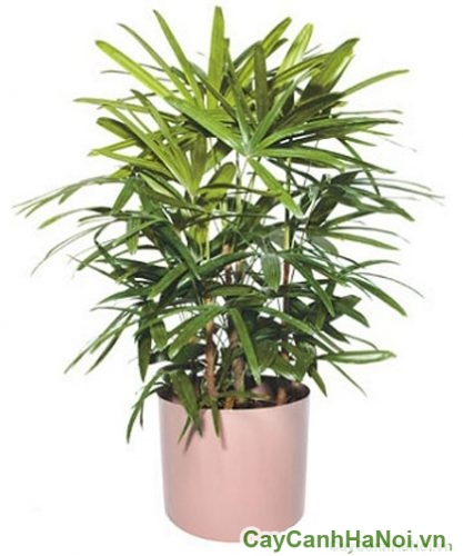 cay mat cat trong chau cay mat cat trong chau