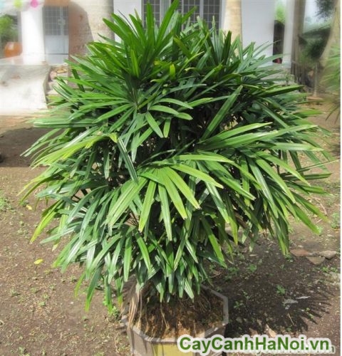 phoi nang cho cay mat cat phoi nang cho cay mat cat