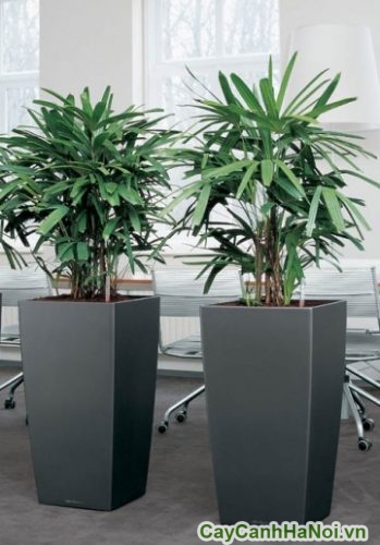cay mat cat van phong cay mat cat van phong