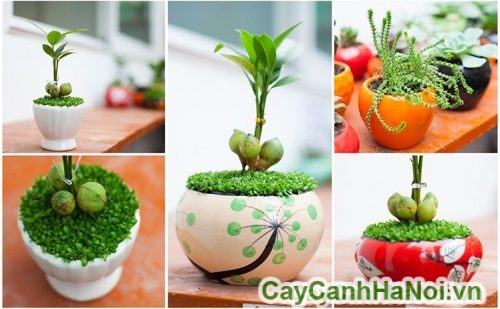 cay may man cay may man