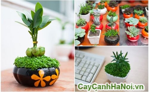 cay may man van phong cay may man van phong