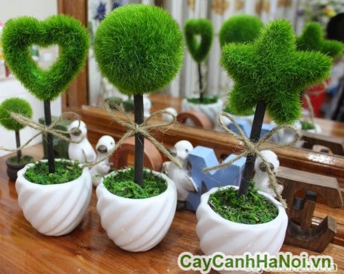 cay may man de ban cay may man de ban