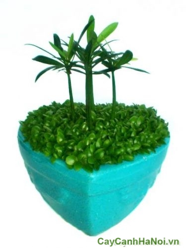 cay may man trang tri cay may man trang tri