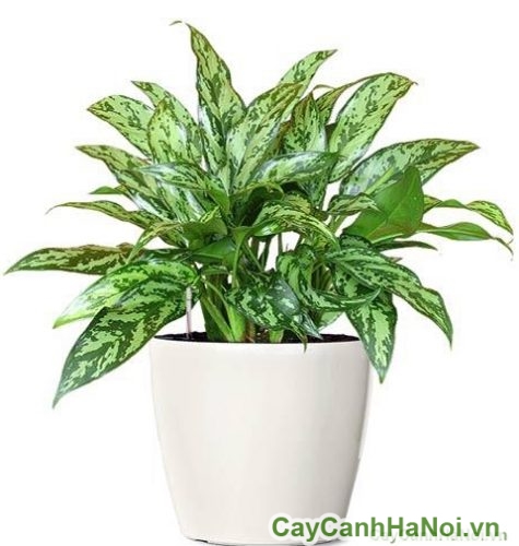 cay ngan hau trong trong chau cay ngan hau trong trong chau