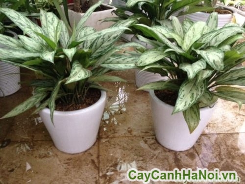 cay ngan hau lam tieu canh cay ngan hau lam tieu canh