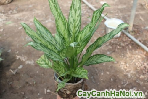 phoi nang cho cay phoi nang cho cay