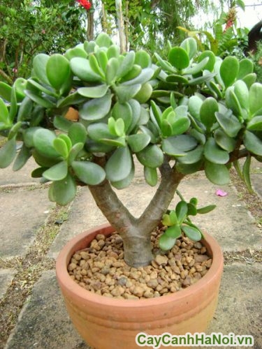 cay trương trung cho tien tai cay trương trung cho tien tai