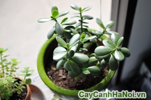 cay trang tri noi that cay trang tri noi that