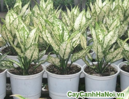 Cây Ngọc Ngân cay ngoc ngan