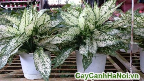 Cây Ngọc Ngân Trang Trí cay ngoc ngan trang tri