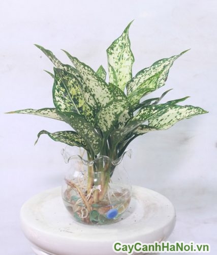 Cây Ngọc Ngân Để Bàn cay ngoc ngan de ban