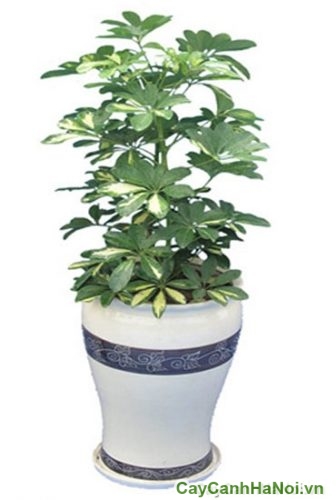 cay ngu gia bi van phong cay ngu gia bi van phong