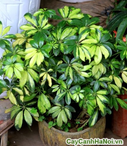 cay ngu gia bi noi that cay ngu gia bi noi that