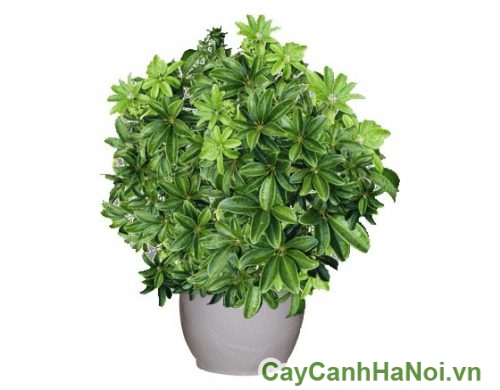 cay gnu gia bi ha noi cay gnu gia bi ha noi