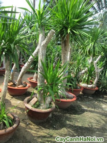 Cây phát tài núi 1 Cay Phat Tai Nui 1