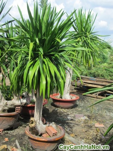 Cây Phát Tài Núi 2 Cay Phat Tai Nui