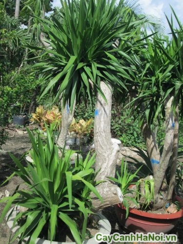 Cây Phát Tài Núi 3 Cay Phat Tai Nui 3