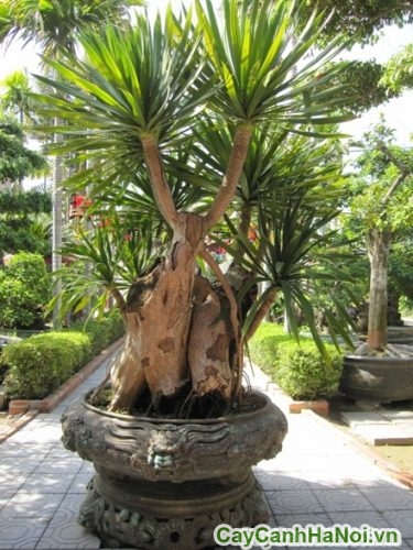 Cây Phát Tài Núi 4 Cay Phat Tai Nui 5