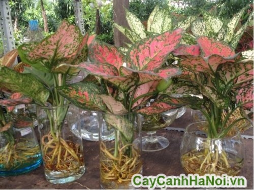 Cây Phú Quý Văn Phòng cay phu quy 3