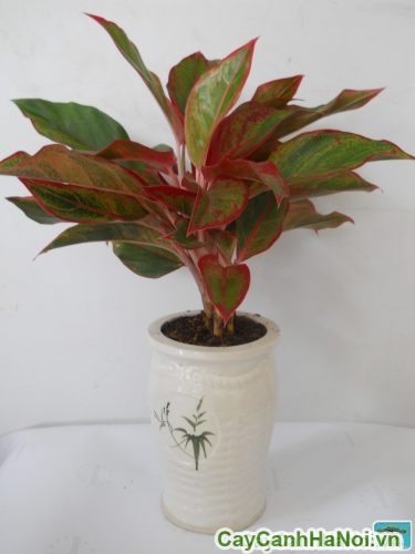 Cây Phú Quý Nội Thất cay phu quy 4