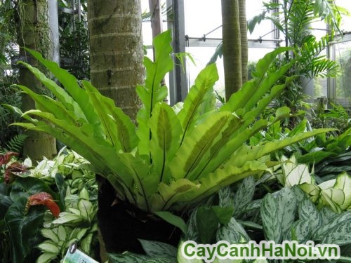 trang tri tieu canh trang tri tieu canh