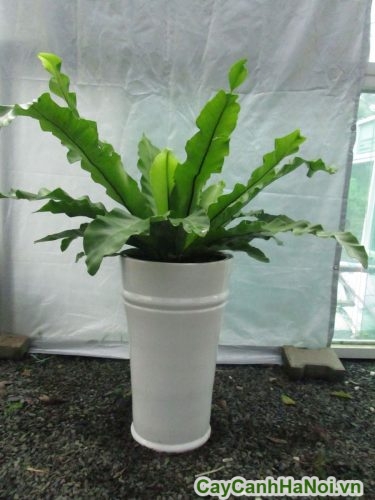 cay duoc trong trong chau cay duoc trong trong chau