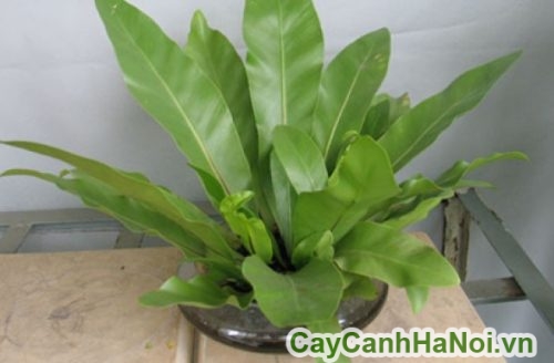 cay de ban cay de ban