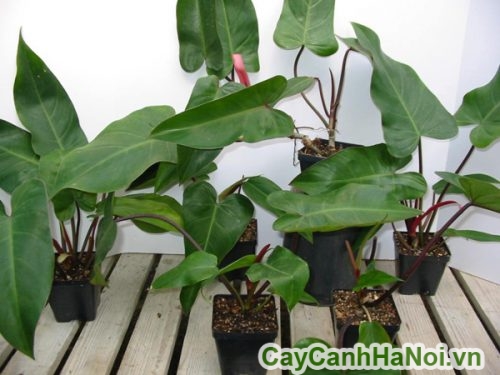 cay saphia de ban cay saphia de ban