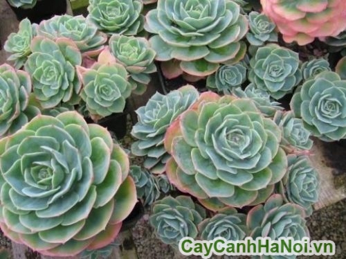 Cây Sen Đá đẹp cay sen da dep