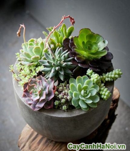 chau cay sen da chau cay sen da