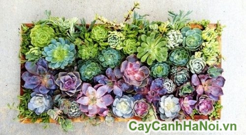 rat nhieu mau sac cua cay sen da rat nhieu mau sac cua cay sen da