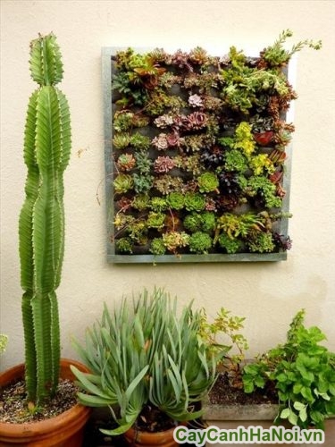 Cây Sen Đá Trên Tường cay sen da treo tuong