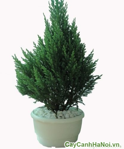 cay son tung tao dang cay bonsai dep cay son tung tao dang cay bonsai dep