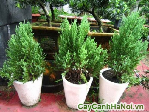 cay son tung trang tri san vuon cay son tung trang tri san vuon