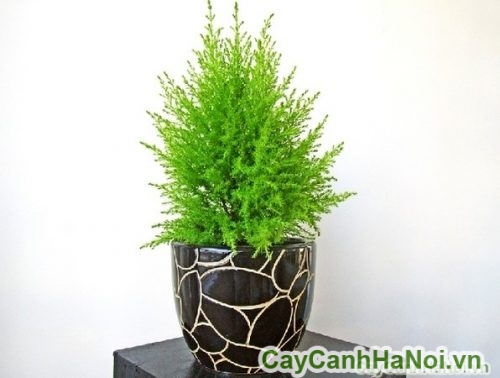 cay son tung lam cay de ban cay son tung lam cay de ban